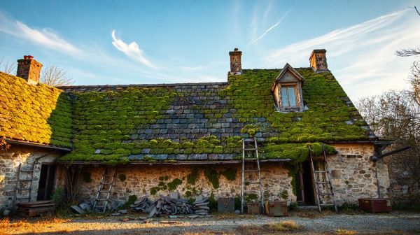 Top astuces pour un démoussage de toit et façade réussi