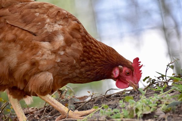 Insectes séchés pour les poules : plaisir et santé au menu